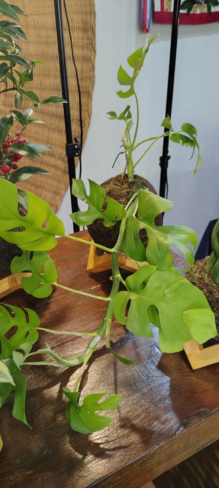 Mini kokedama de Costela de Adão
