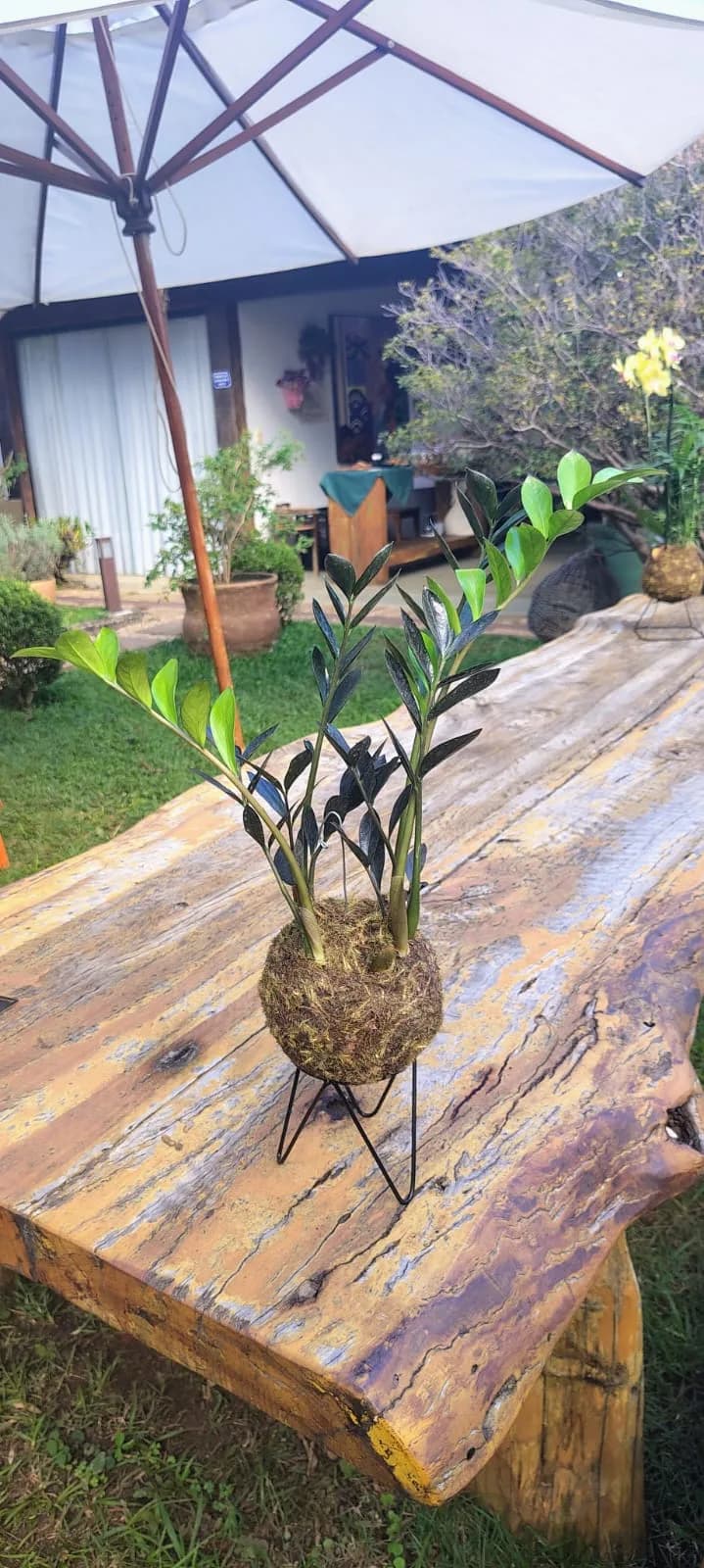 Kokedama de Zamioculca Black