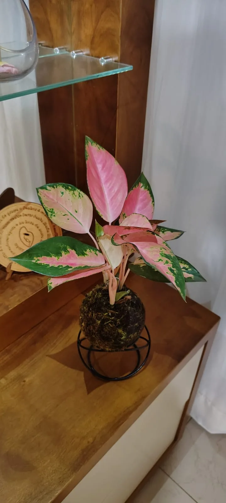 Kokedama de Aglaonema 02