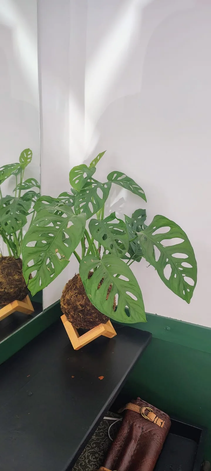 Kokedama de Costela de Eva