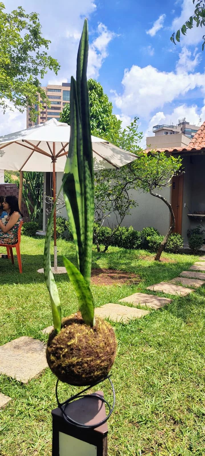 Kokedama de Espada de São Jorge, foto 1 de 2