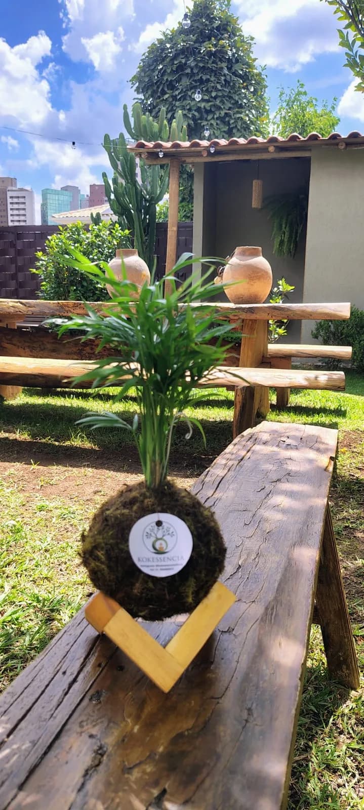 Kokedama de Chamaedorea