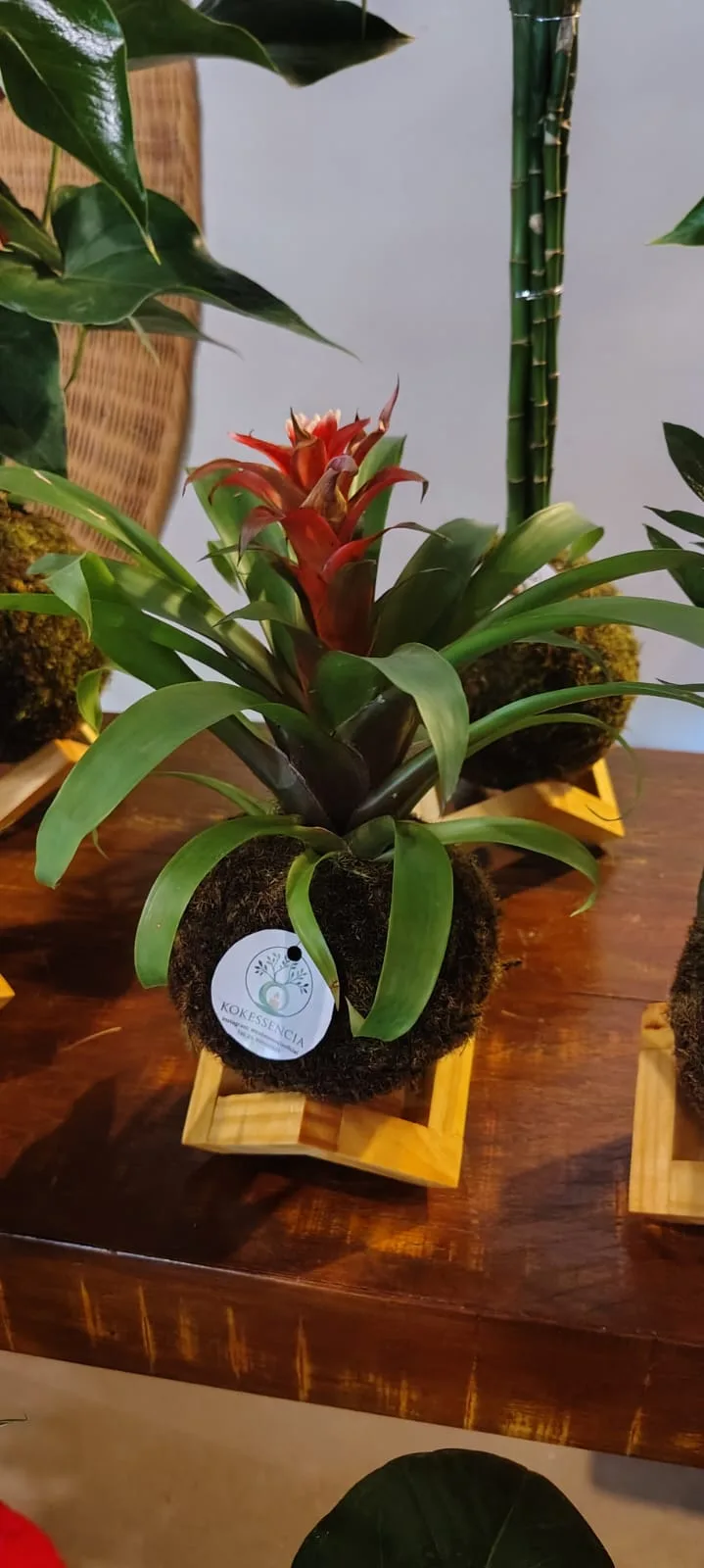 Kokedama de Bromélia