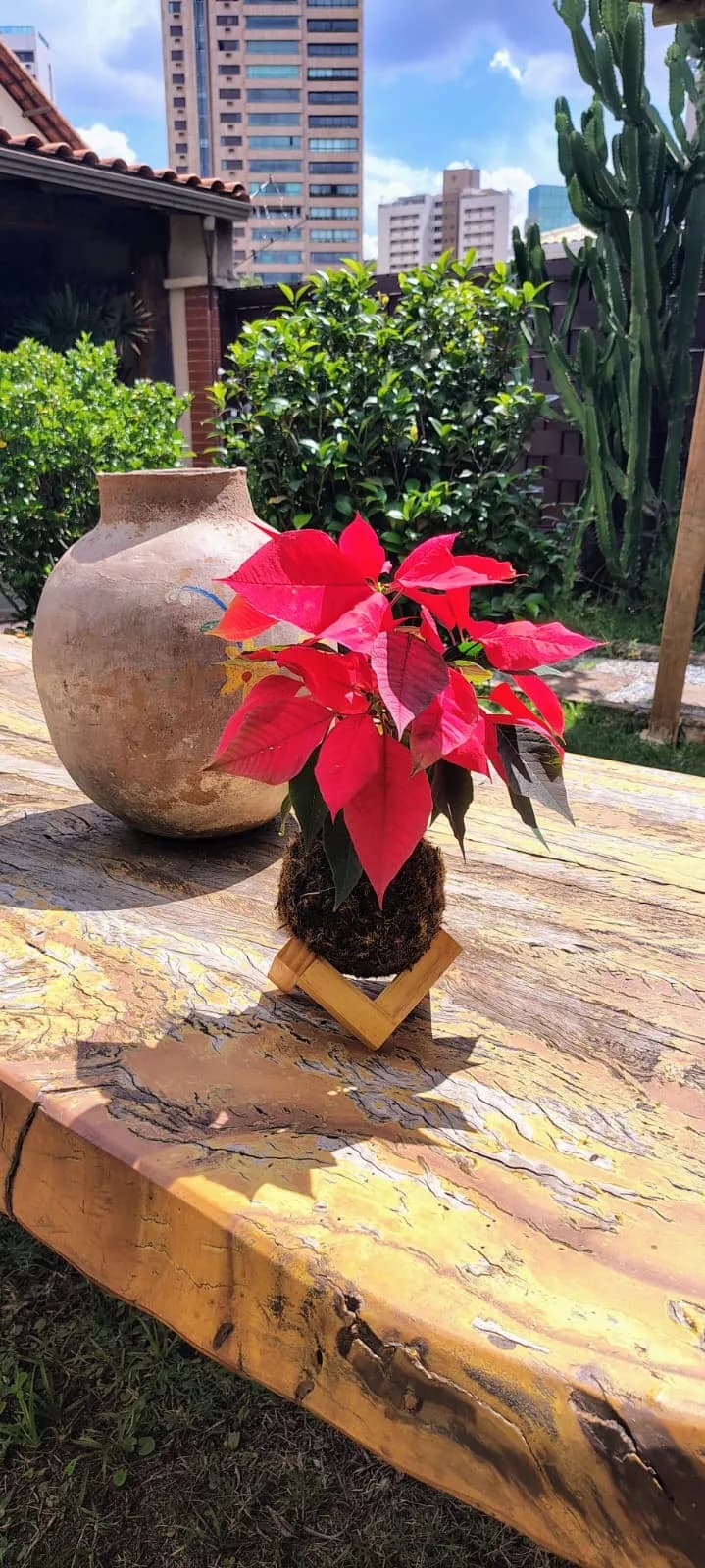 Kokedama de Poinsétia