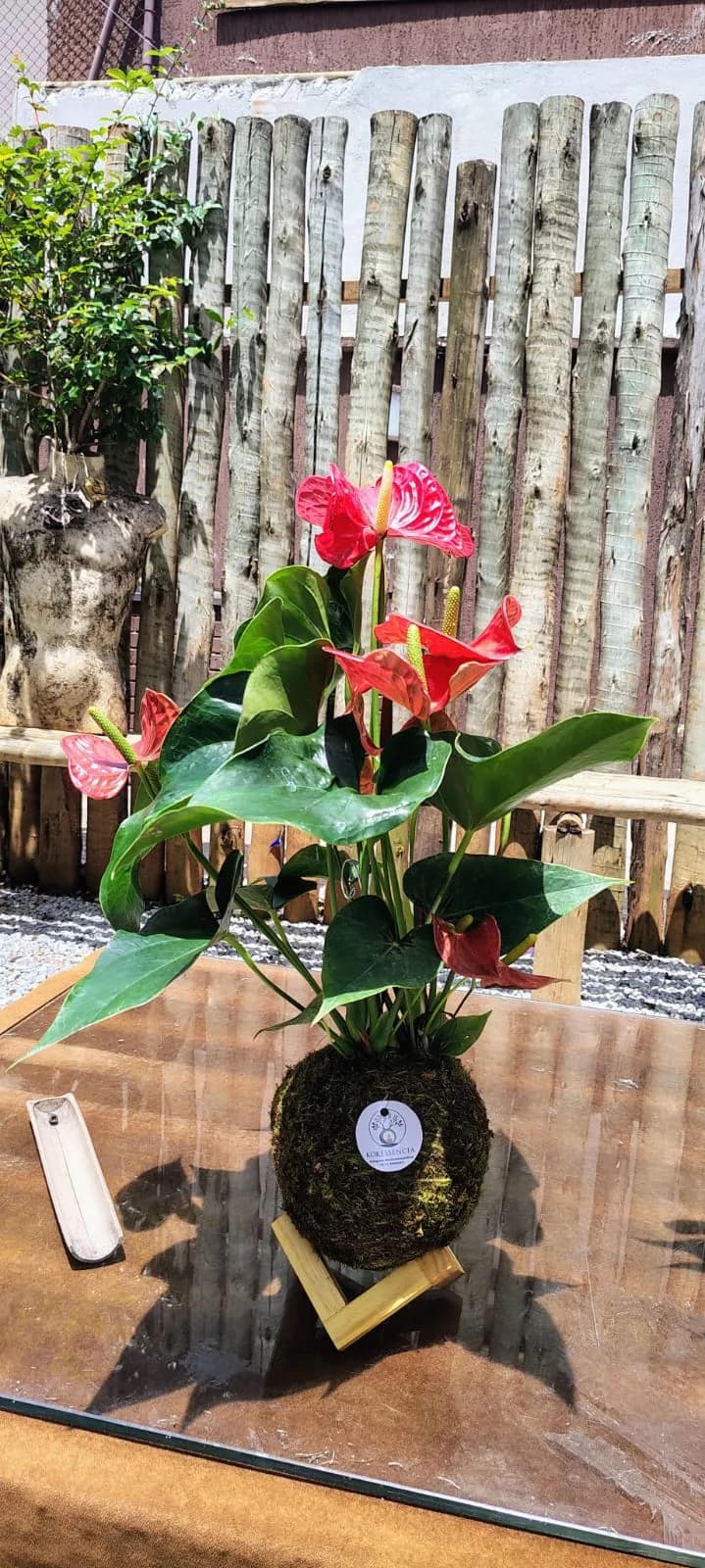 Kokedama de Antúrio, foto 3 de 3