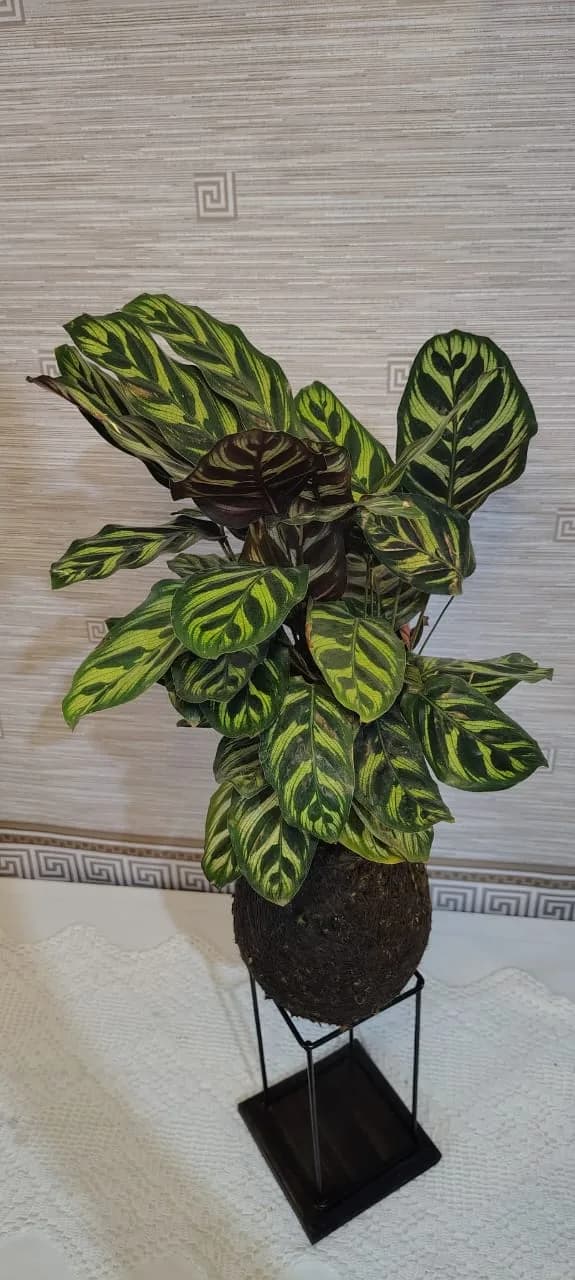 Kokedama de Maranta Calathea
