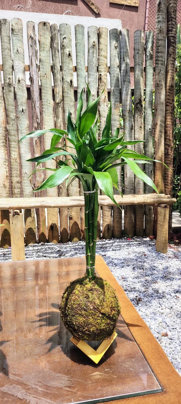 Kokedama de Bambu da Sorte