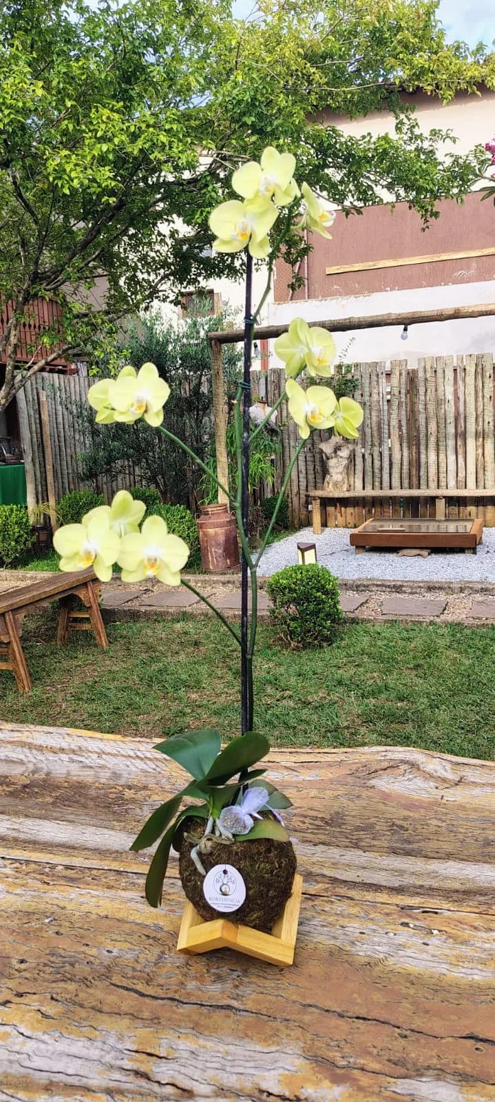 Kokedama de Orquídea