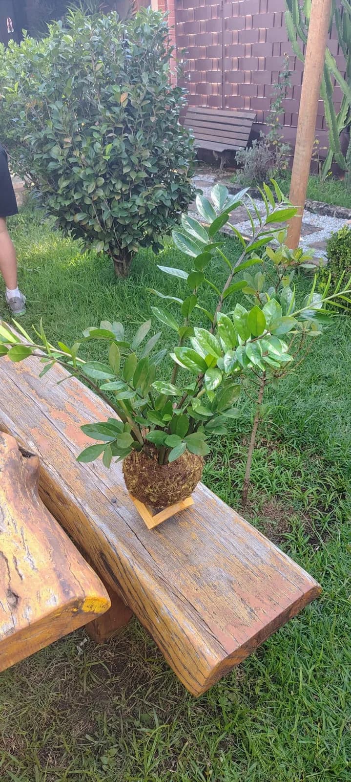 Kokedama de Zamioculca Black Grande