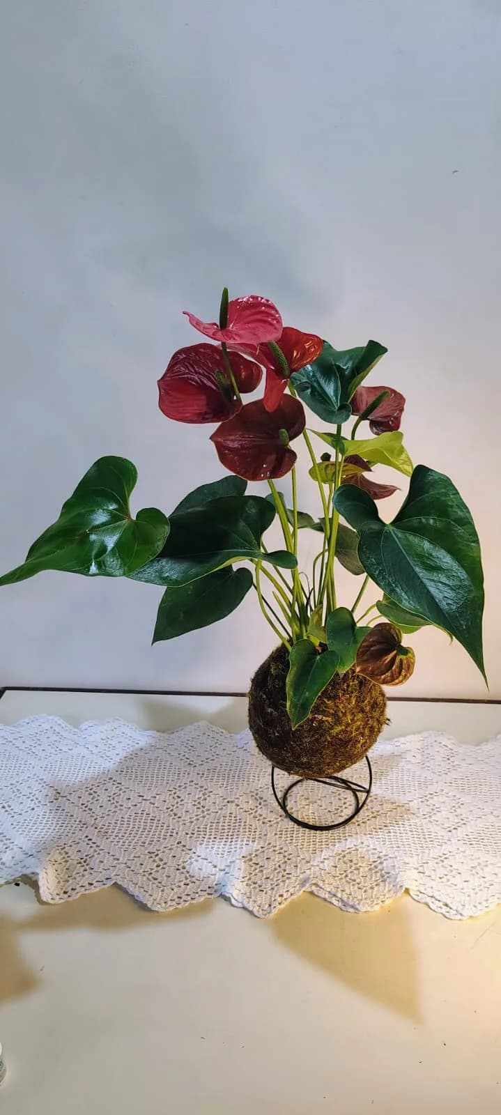 Kokedama de Antúrio, foto 2 de 3