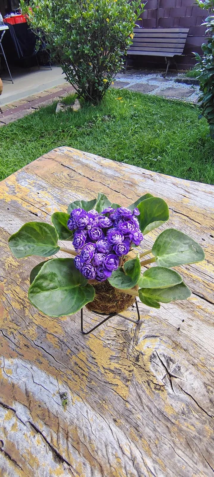 Kokedama de Violeta Dobrada, foto 1 de 2
