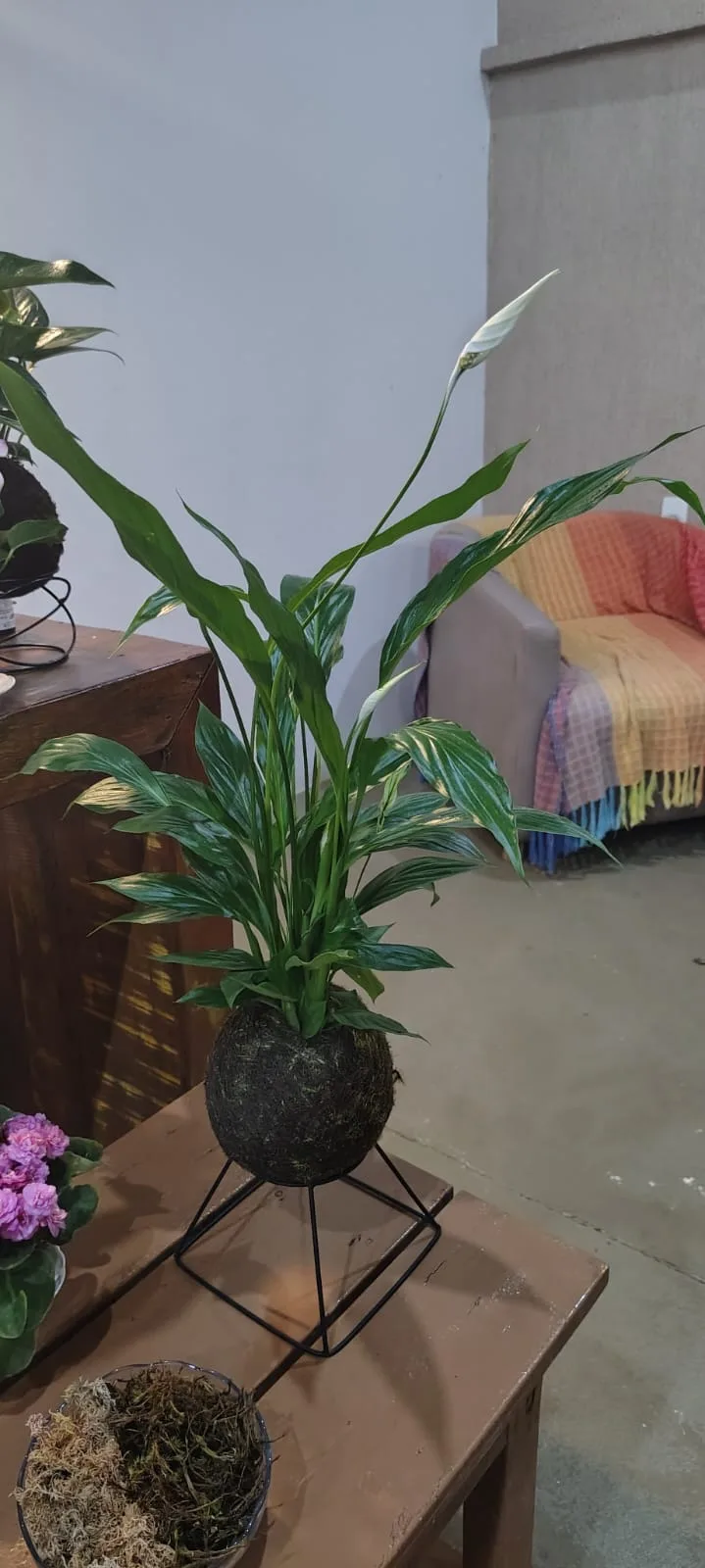 Kokedama de Lírio da Paz